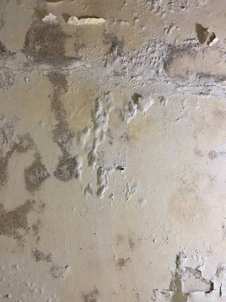 Best Bathroom Mold Remediation in Dixon Lane Meadow Creek, CA