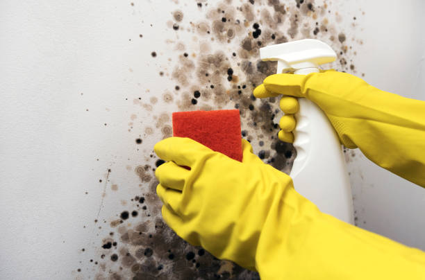 Best White Mold Remediation in Dixon Lane Meadow Creek, CA