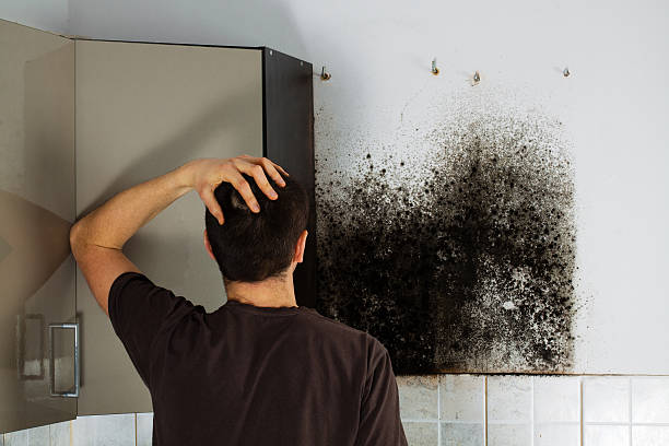 Best Kitchen Mold Remediation in Dixon Lane Meadow Creek, CA