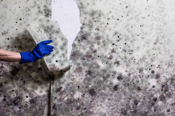 Best Industrial Mold Remediation in Dixon Lane Meadow Creek, CA